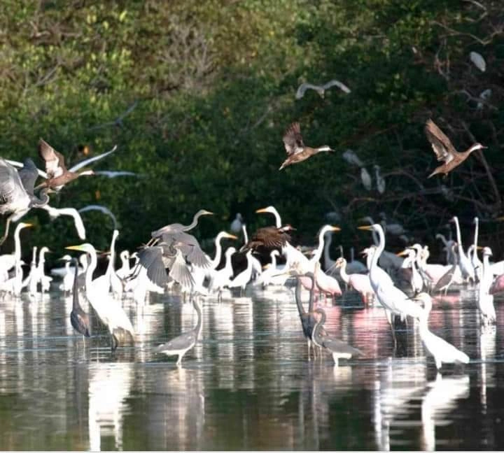 Paseo por los Manglares